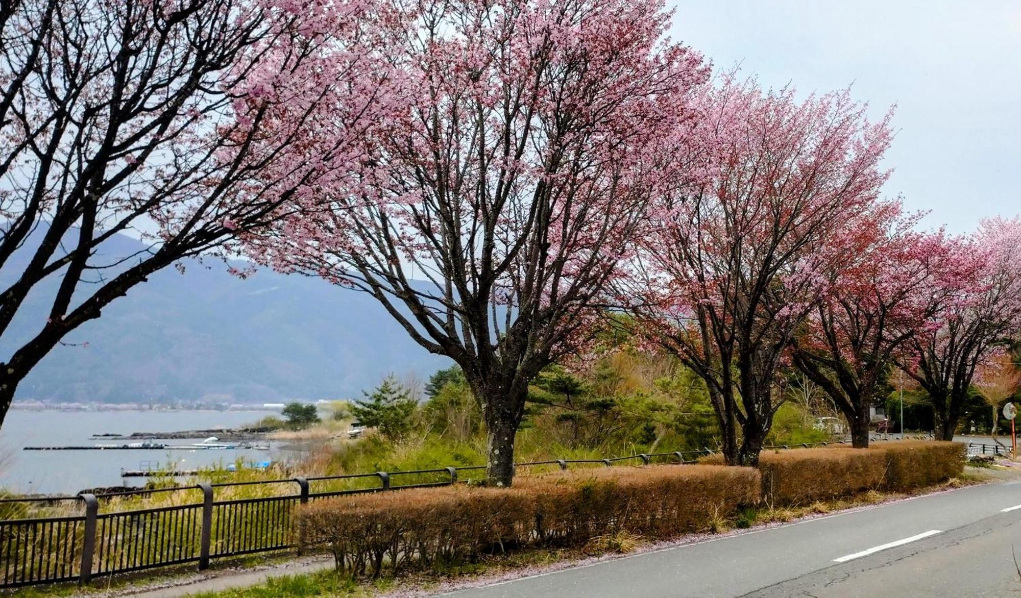 Nishimiyasou Hotel Fujikawaguchiko Eksteriør billede